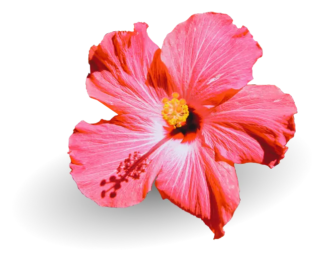 Hawaiian hibiscus